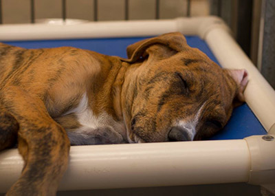 donate-a-kuranda-dog-bed