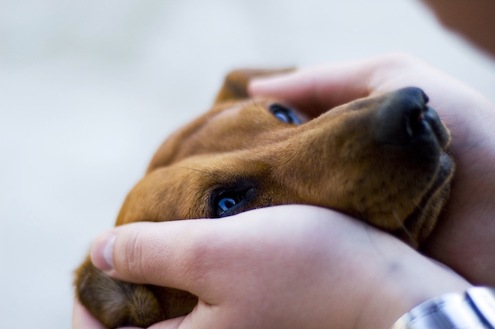 The duchshund puts the head in hands of the owner.