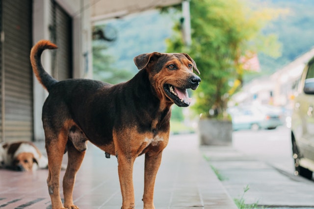 pexels-wenbin-5675827 (1)