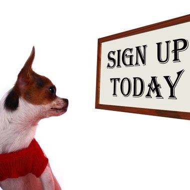 Cute Chihuahua Puppy Looking At A Blank Board Ready For A Message